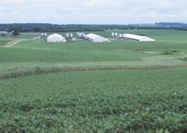 livestock operation