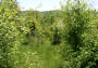 NRCSOH05204sm.jpg (935713 bytes)