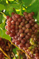 Grapes from Erasmo Cerda's vineyards, grown in the Yakima Valley.
