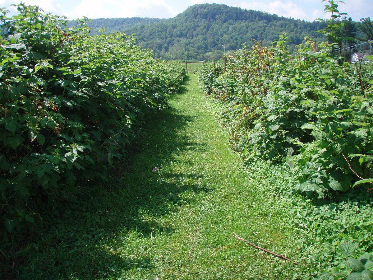 A micro-irrigation system applies water and nutrients to these rows of berry bushes