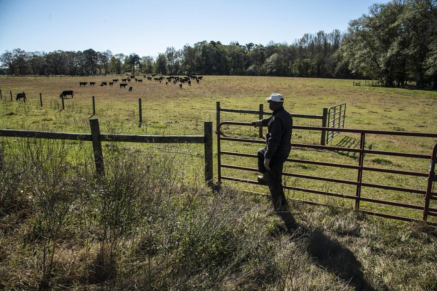 A man stands outside of a fence where animals are grazing. 