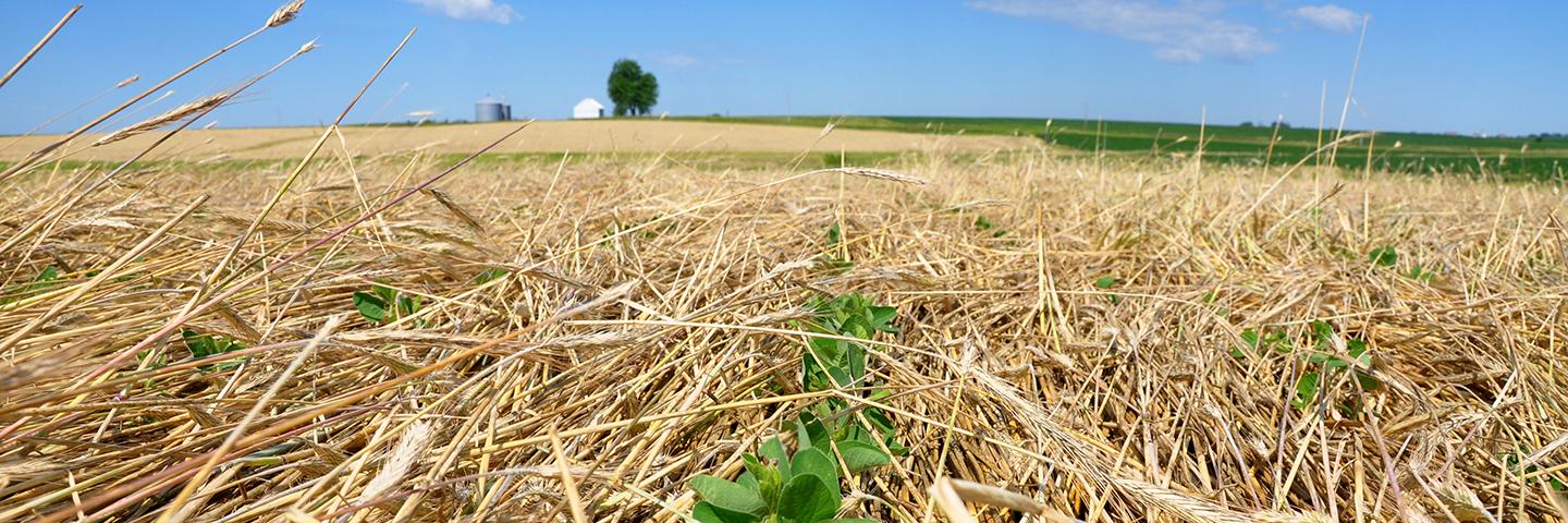 Soybeans begin to pop through cereal rye that was terminated during planting with a roller crimper.