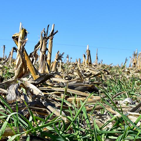 Cereal rye grows as a cover crop in a cornfield in Adams County, Iowa.