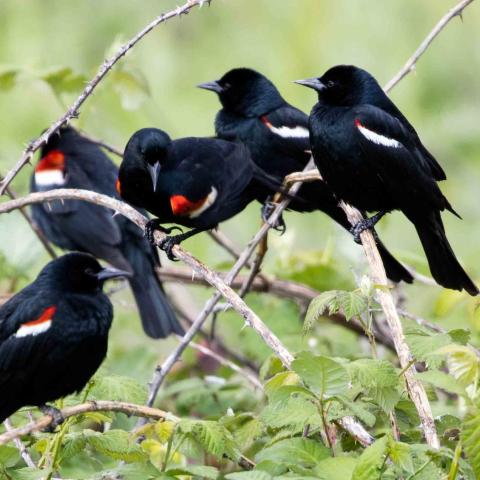 Tricolor Blackbirds-Photo-Audubon California