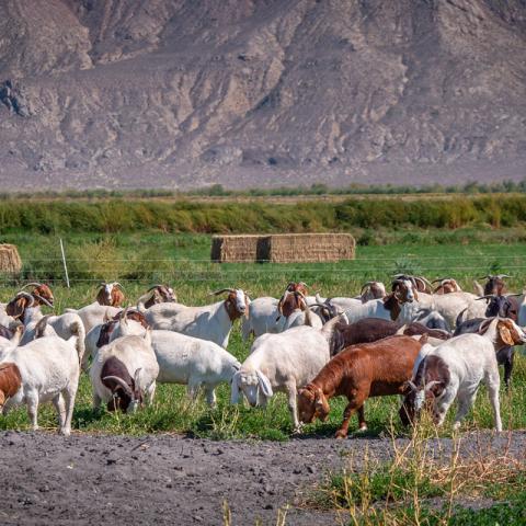 Goats graze in a pasture in Lovelock, NV. 9/13/2023 by USDA/Kirsten Strough