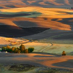 Sunset photo of Palouse Hills with farm, colors range from yellow to green
