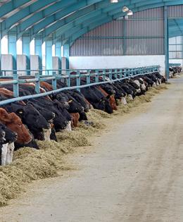 Cows eat hay in a barn.