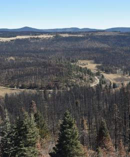 Burned forest land after a wildfire
