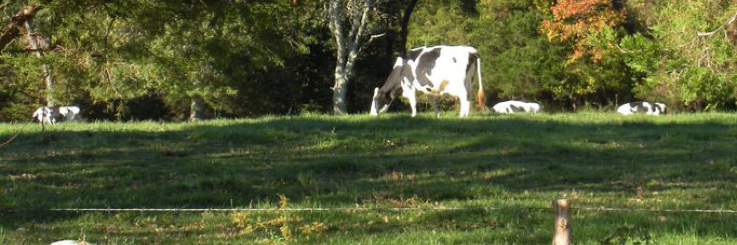 Cows grazing and relaxing in field at scenic Connecticut farm. A stone wall is in the foreground.