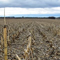 No-till with corn residue on a Cerro Gordo, Iowa, farm.