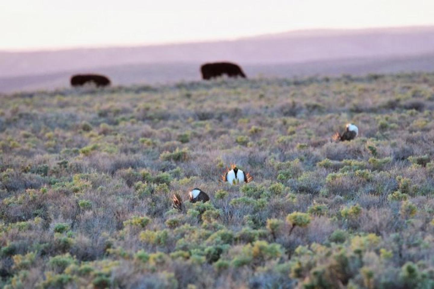 Cattle graze in the background, with sage grouse in sagebrush in the foreground.