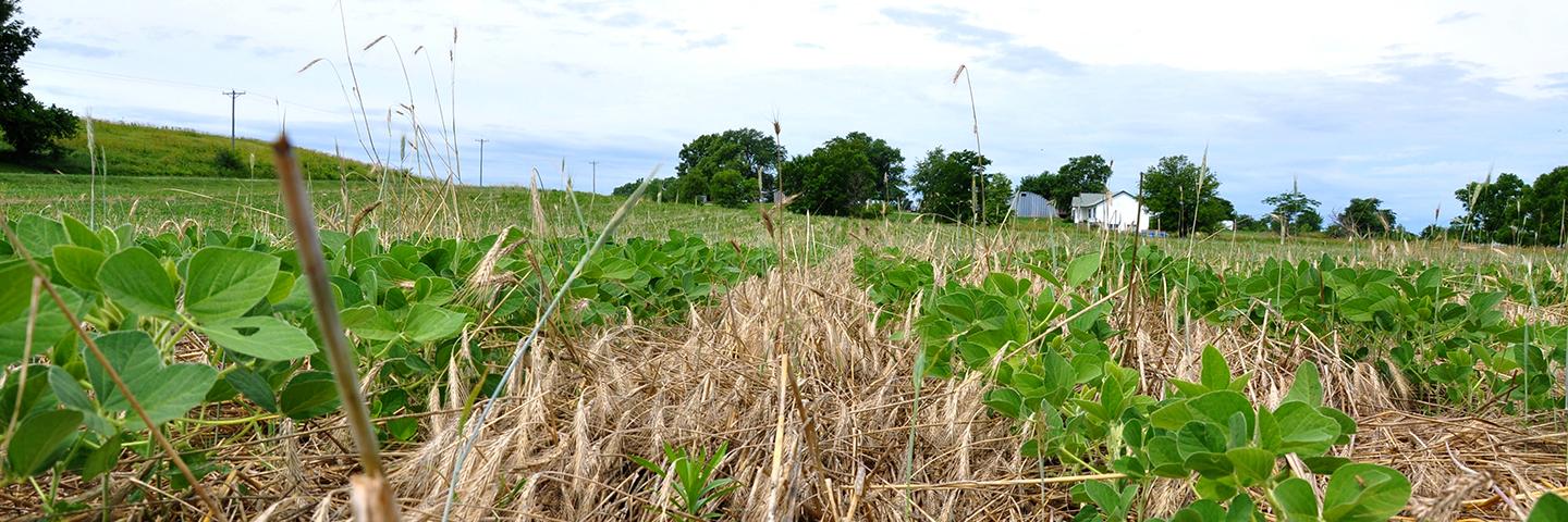 Crimped cereal rye cover crop on a southeast Iowa crop field.