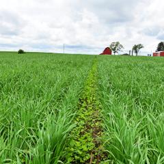 Oats grow as a cover crop with clover in a Delaware County, Iowa, field.