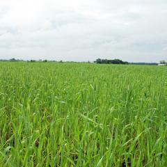 Wheat grows in a southeast Iowa organic crop field.