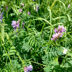 Hairy vetch blooms can be seen in a cover crop mix.