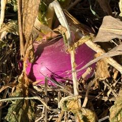 Turnip grows in a southern Iowa field.