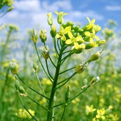 Winter camelina plant blooms yellow in an Iowa field.
