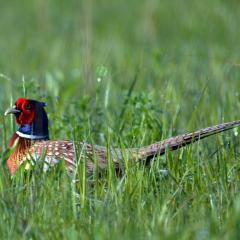 Photo of a male ring-necked pheasant. Photo Credit: Joanna Gilkeson, U.S. Fish and Wildlife Service