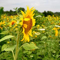Sunflowers grow in a Madison County, Iowa, field.