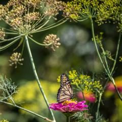 Monarch butterfly on a bright pink flower, with yellow plants in the background.