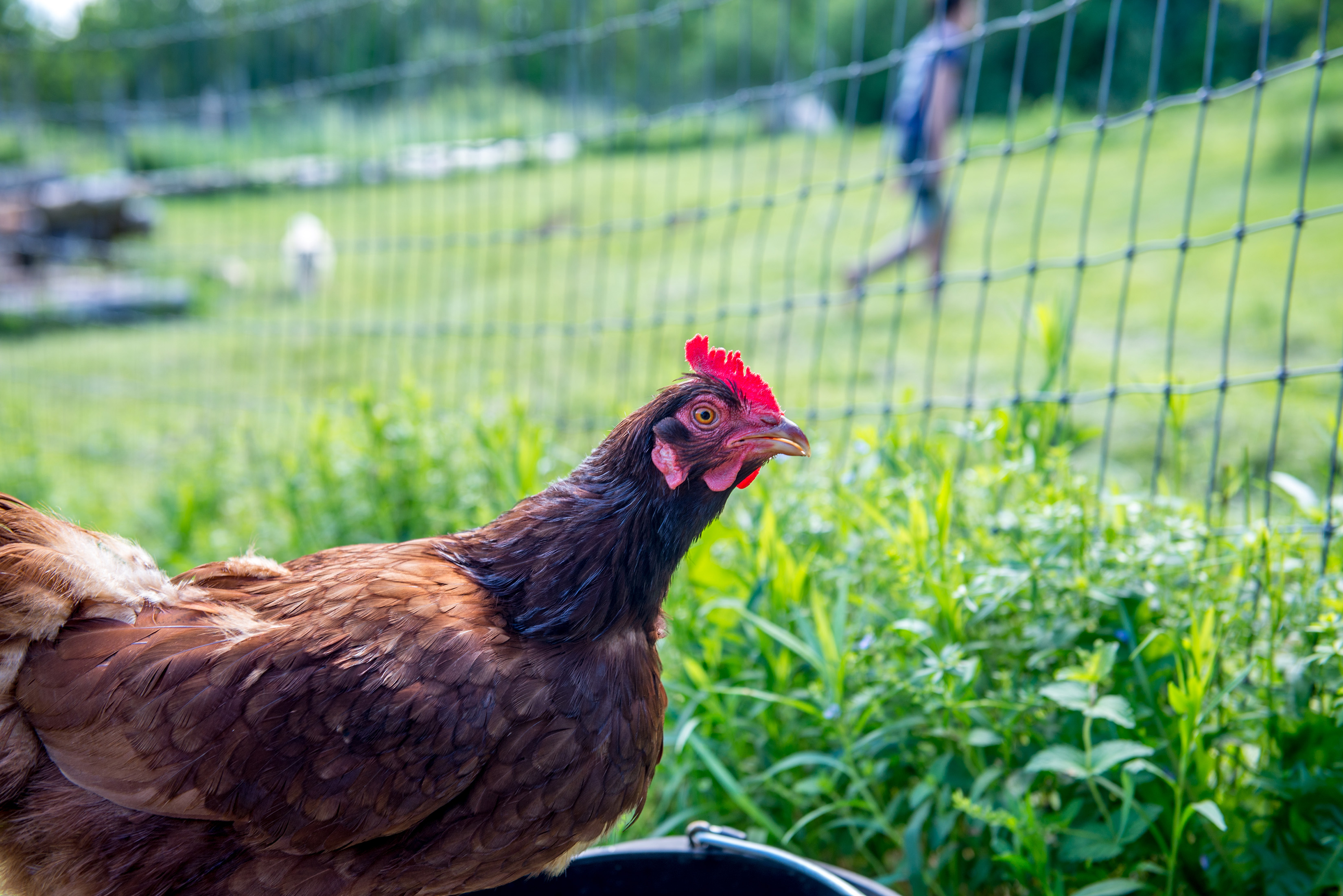 #Fridaysonthfarm: Vermont's Farm to Ballet Project Web Photo 3