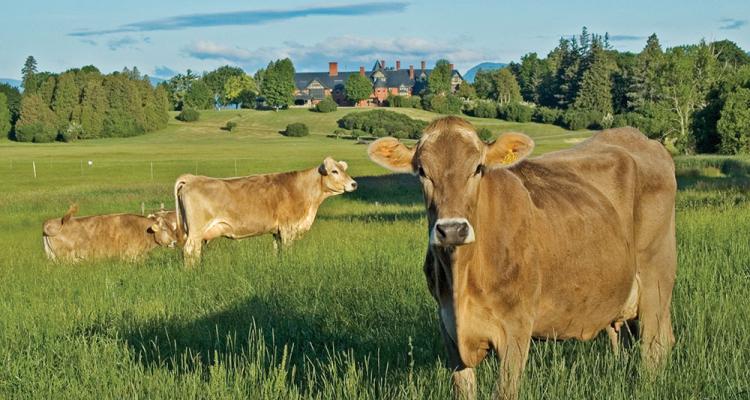 #Fridaysonthfarm: Vermont's Farm to Ballet Project Web Photo 6