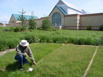 Bad River ecotype blue grama, released in 1996, provides diversity in range seedings and also provides  excellent low-maintenance turf.