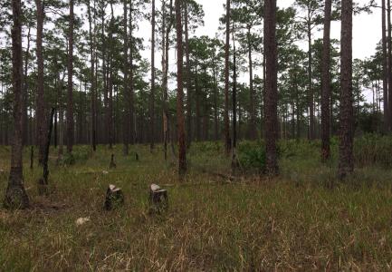 Wetland with standing pines, and several pine stumps.