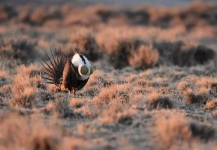 Photo of a male greater sage-grouse on a lek. Photo Credit: Tom Koerner, USFWS