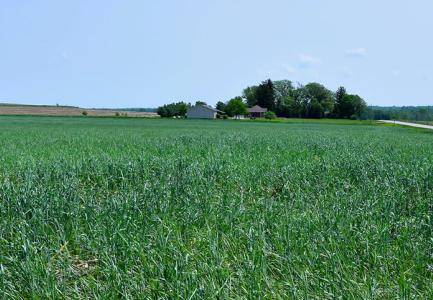 Green cereal rye, used as a cover crop. There's a house in the distance and a road to the far right of the image. There are blue skies above.
