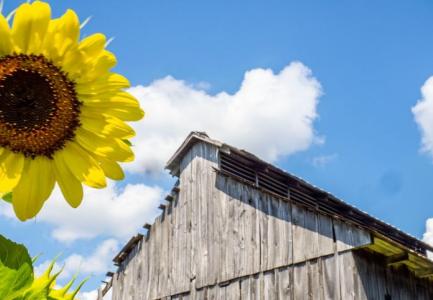 Sunflower in foreground, roof of barn in the background