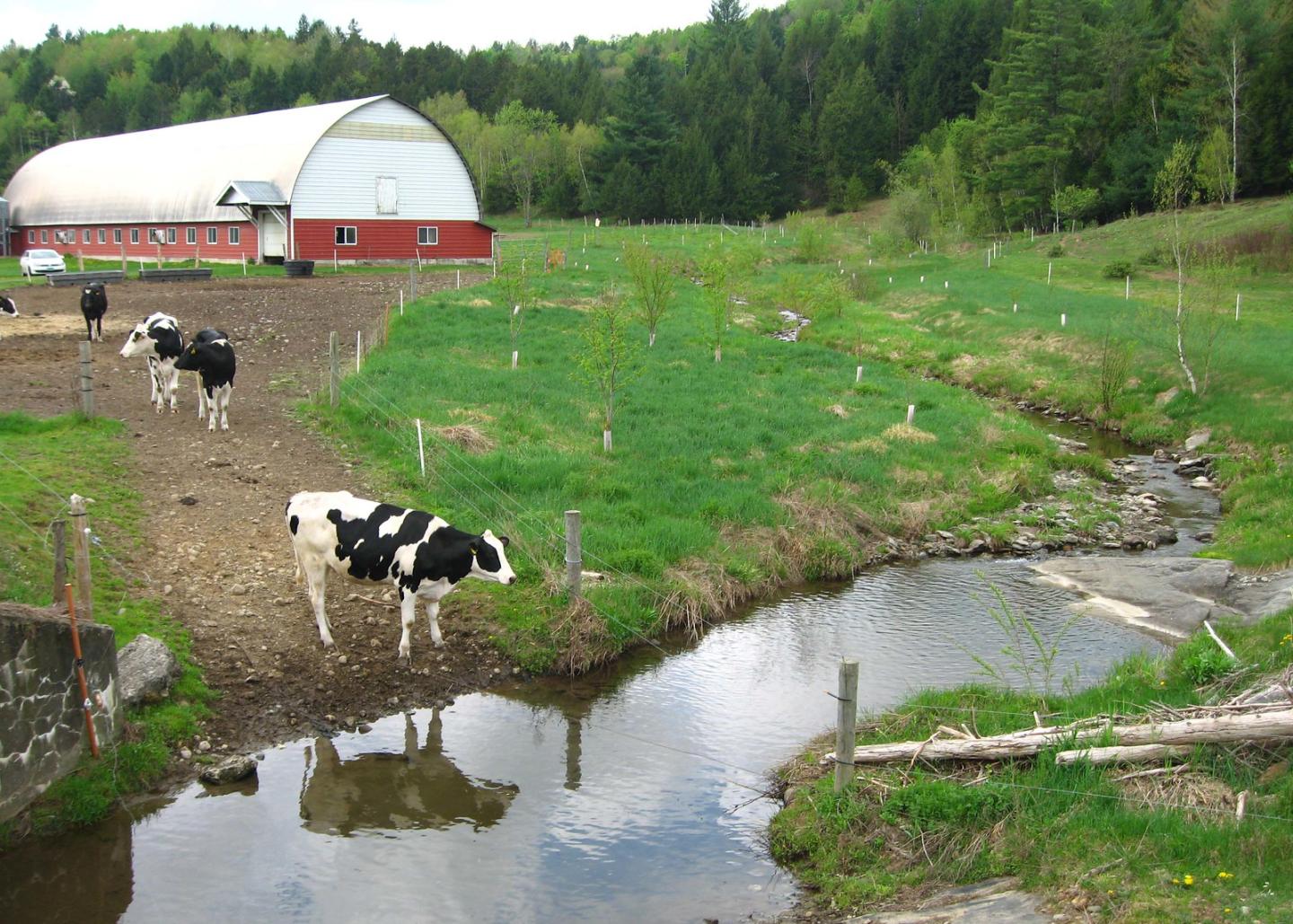 Cows on a farm, approaching a reflective stream.