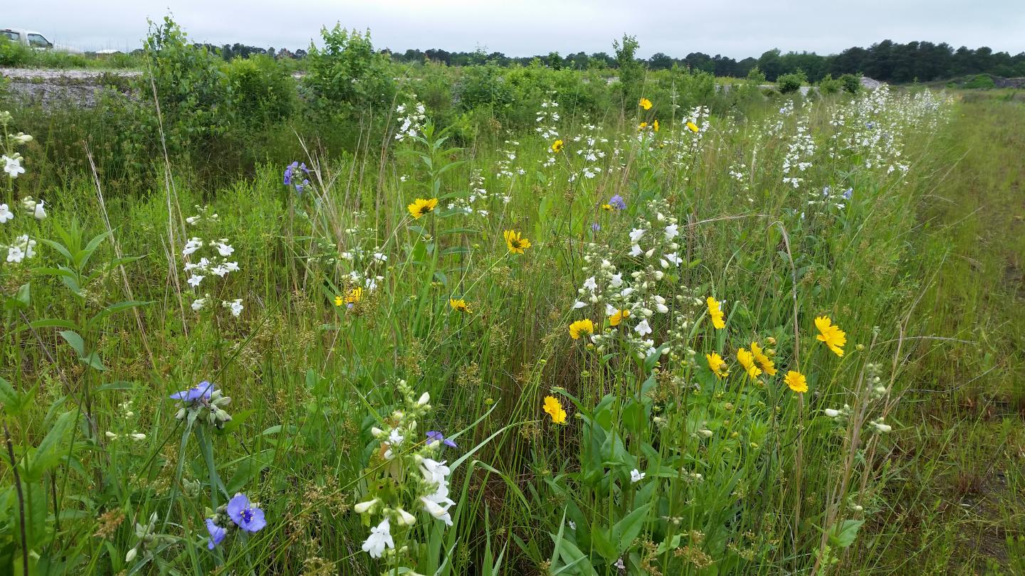 filed of wildflowers for pollinators