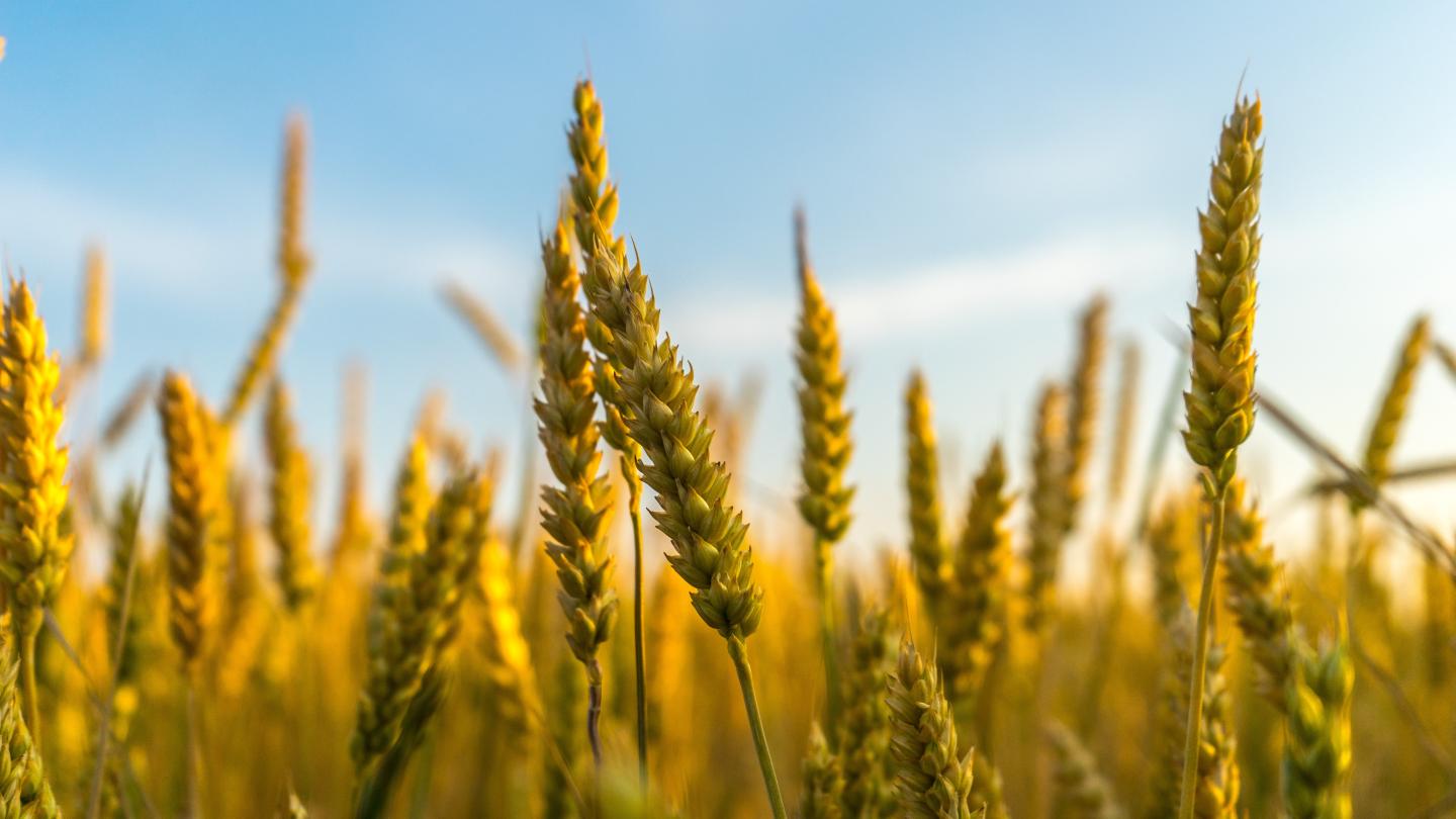 closeup of rye grains in a field