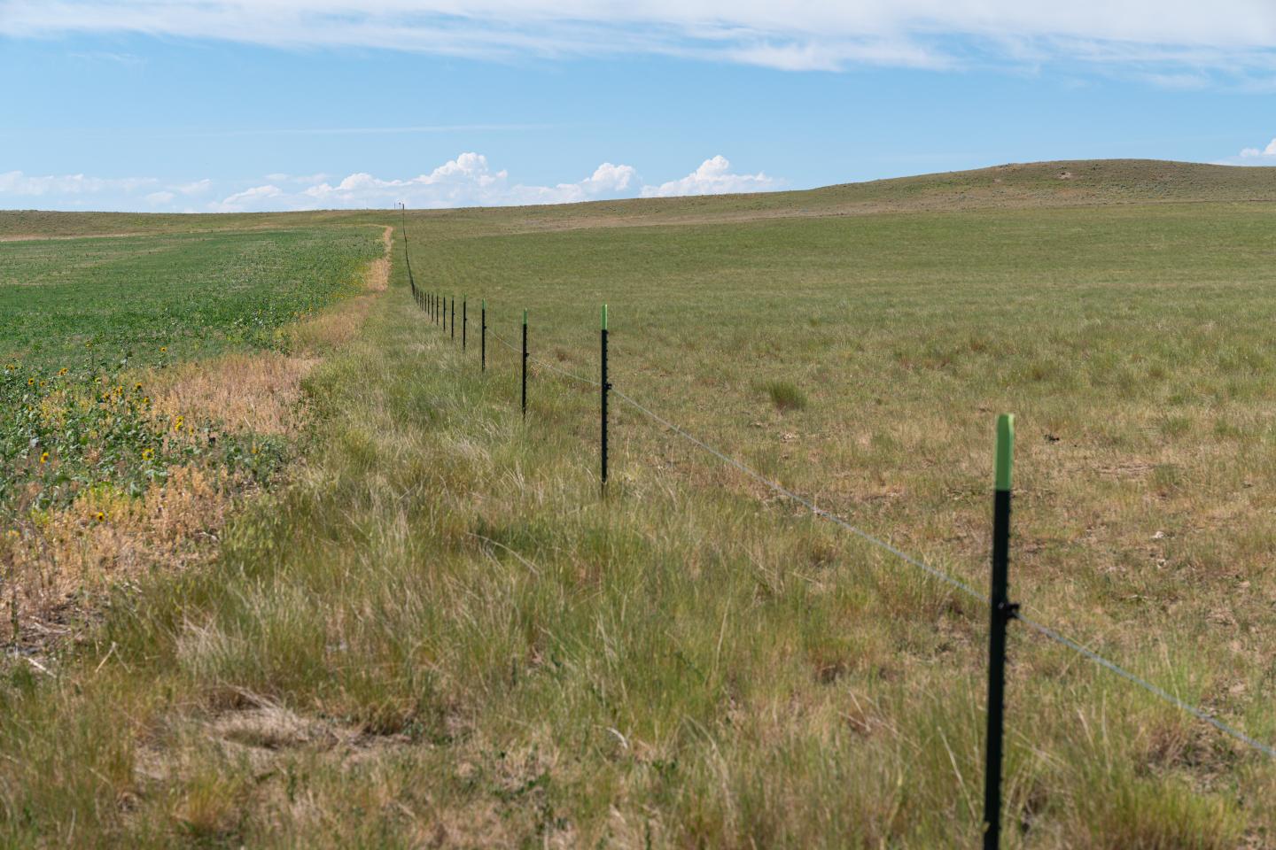 Left side parcel in its third year of monoculture conversion from crested wheatgrass (right side). Stillwater County MT.