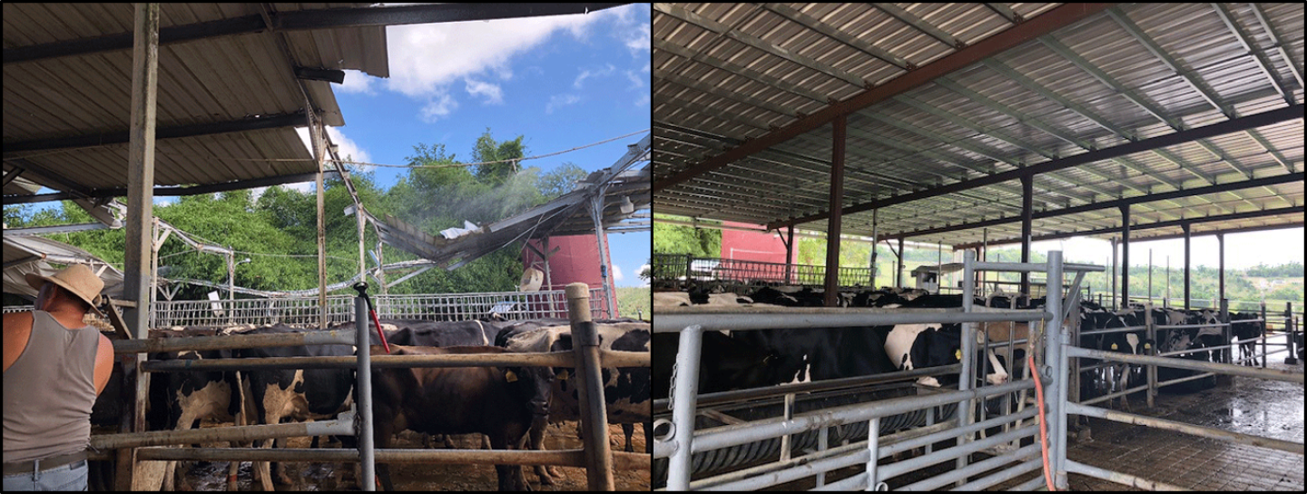 Hurricane Maria-damaged roofs and covers at Empresas Aulet Dairy in Morovis, PR, before and after NRCS-funded roofs and covers repairs.