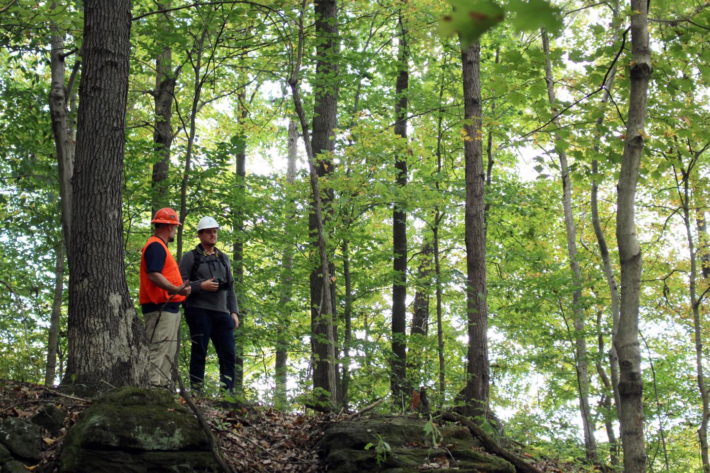Technical Service Provider shows NRCS employee area of forest getting ready to go through an oak regeneration project