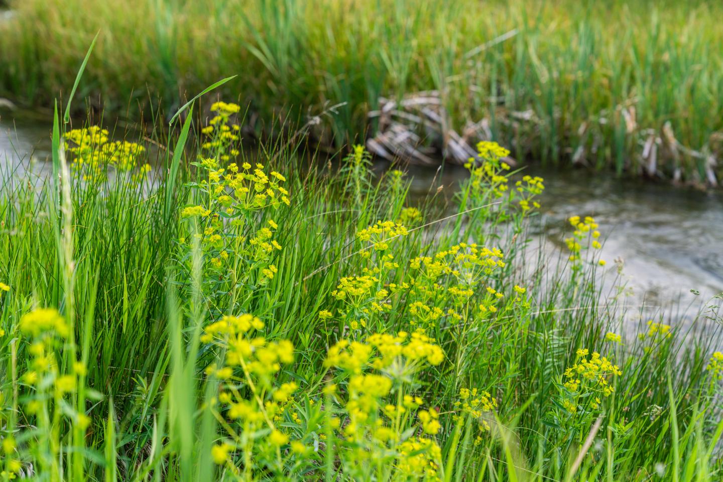 Leafy Spurge, a noxious perennial weed, has been identified as one of the top natural resouce concerns in Teton County, MT.