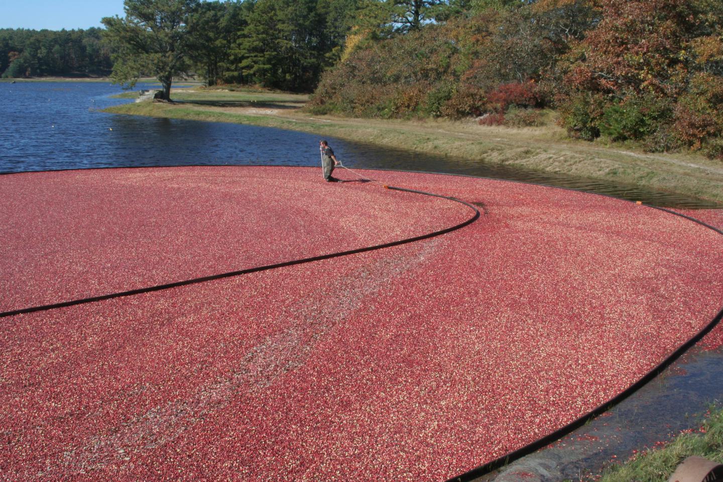 Wet cranberry harvest in Massachusetts