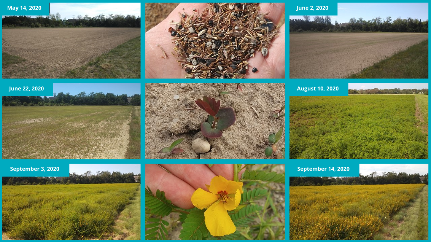 collage of pollinator project before during and after