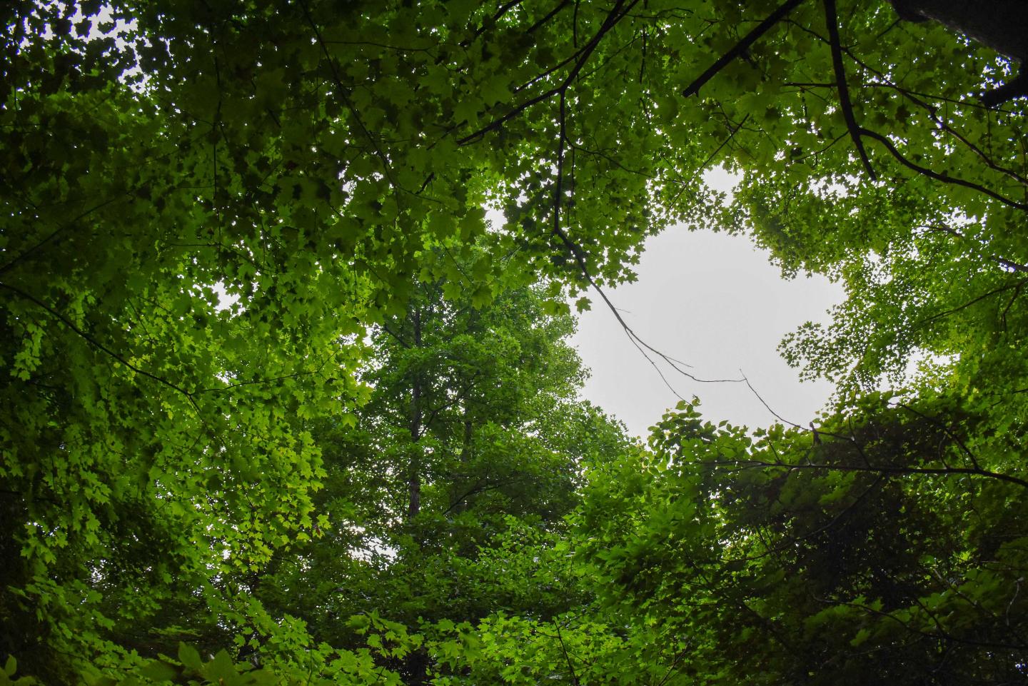 Forest canopy in Louie Lane's forest in northwestern Franklin County, Indiana on July 7, 2021.