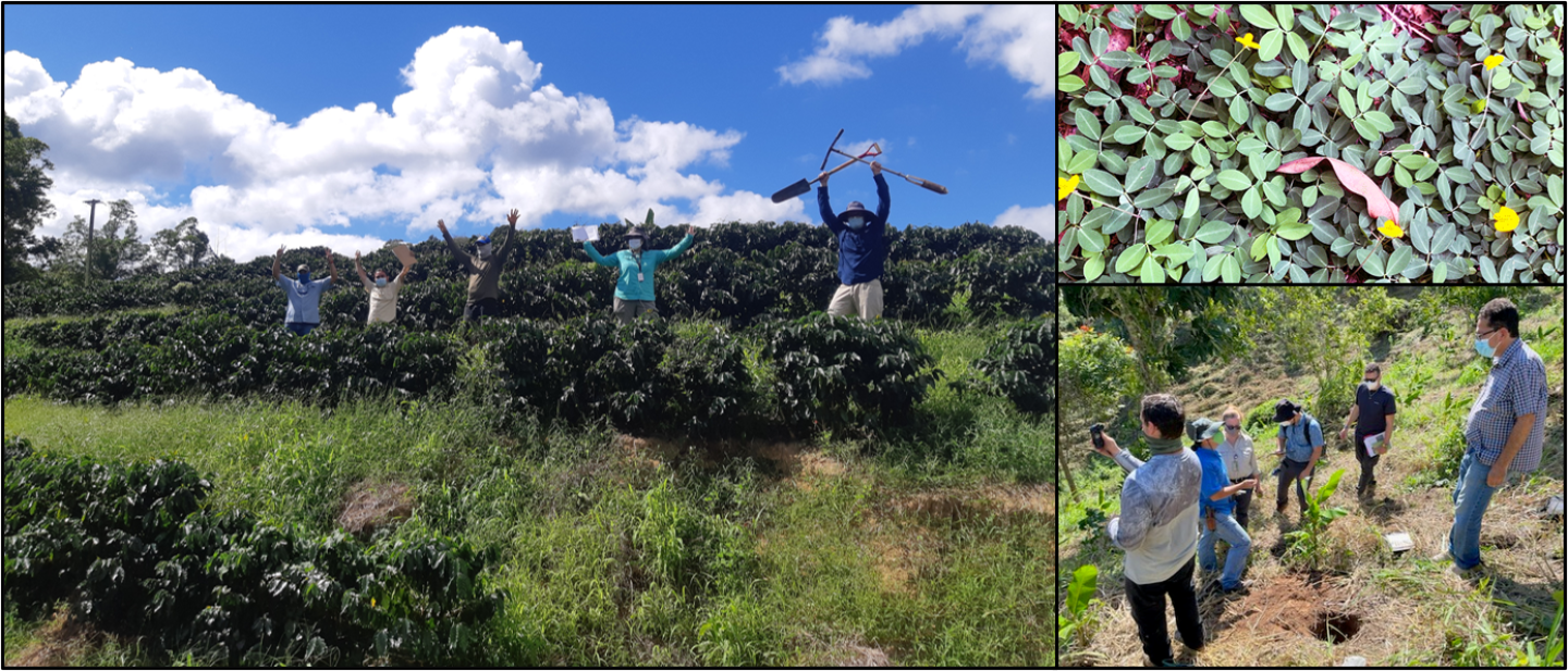 December 2020 initial site evaluation, left to right: conservationists and soil scientists celebrating on a coffee plantation; closeup photo of A. pintoi; soil scientists and conservationists evaluating site conditions for farm trial.