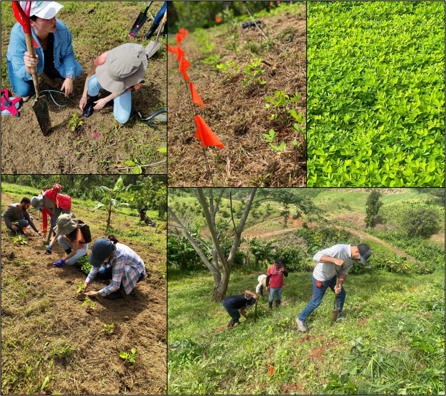 Planting Arachis pintoi farm trials in San Sebastian and Lares, PR, June 2021.