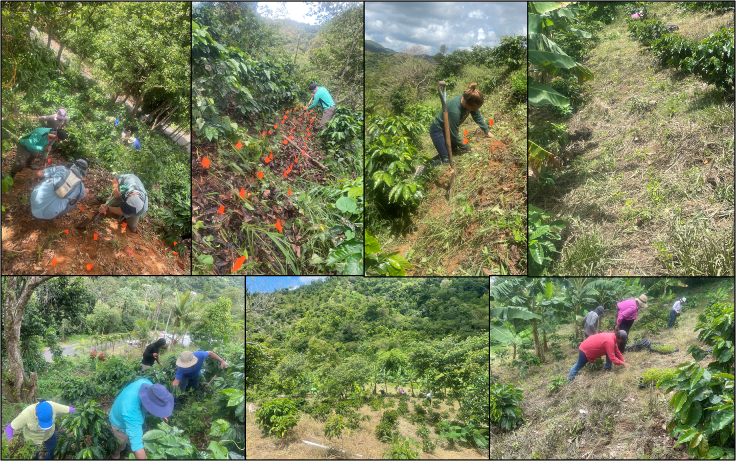 Planting Arachis pintoi conservation covers farm trials in Jayuya, PR, on 25 June 2021.