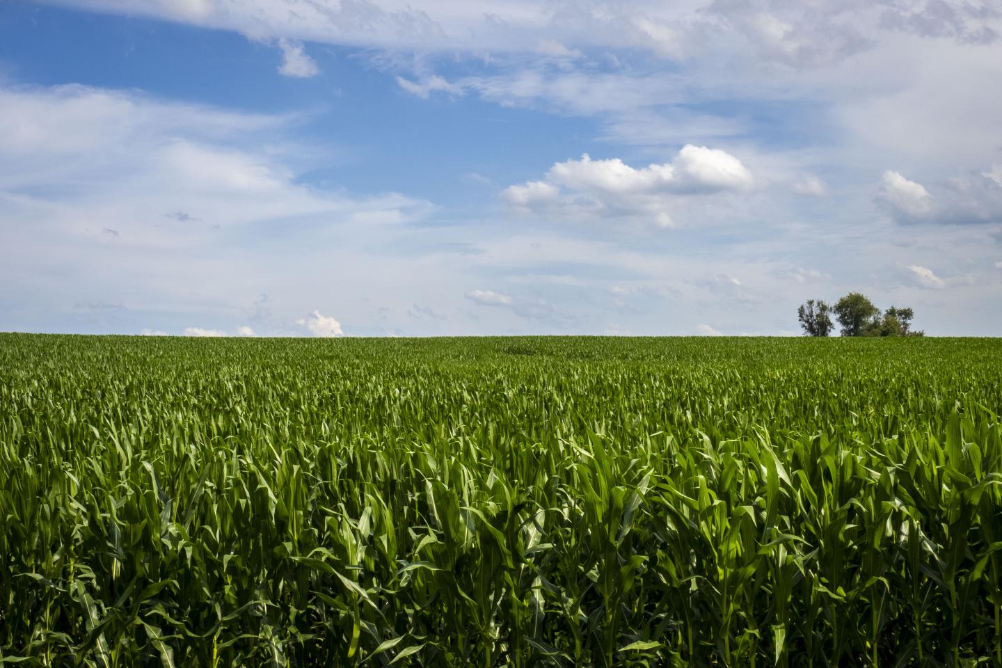 Green cornfield under blue sky and white clouds