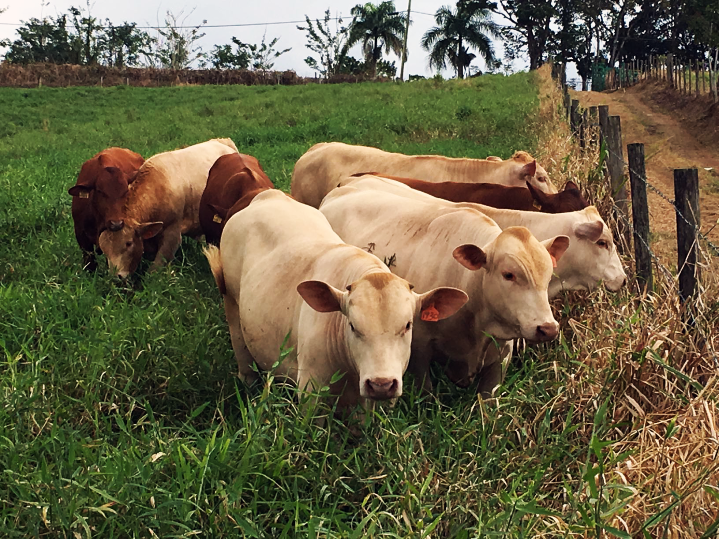 Beef cattle grazing in a Corozal, PR, pasture, March 2017.