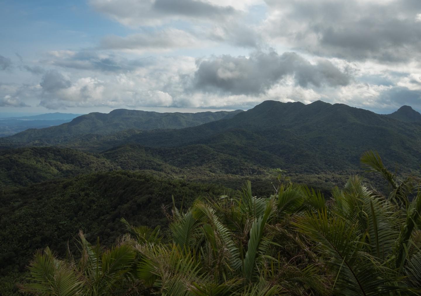 El Yunque National Forest, Puerto Rico, courtesy of US Forest Service.