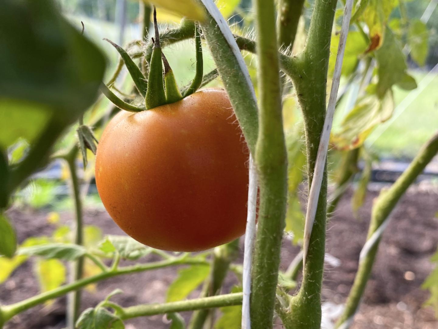 Ripe tomato on the plant