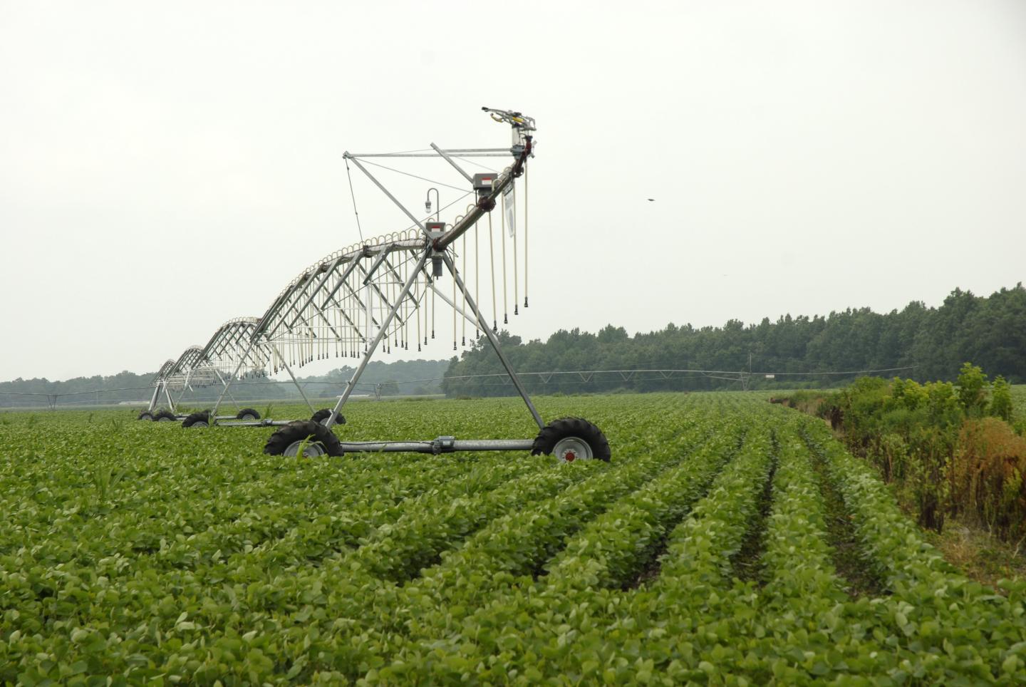 Irrigation Water Management