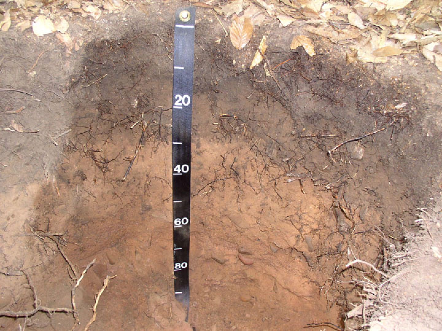 A soil profile of Manchester Forested.